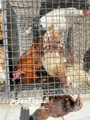  4 ديوك لوهمان للبيع
