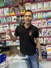  2 كاسكو حجل دهبي أليف متكلم راقص هدد تابع الوصف