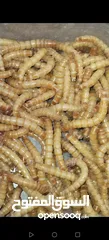  2 يرقات دود القبابي حي ميلوورم mealworm غذاء ممتاز بروتين حيواني لا يسبب التشحيم للطيور والاسمام