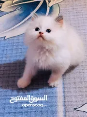  5 كنتات للبيع عمر شهرين