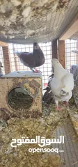  5 ازواج كنج سوبر جامبو