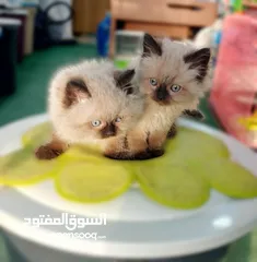  7 كتن  هملايا شوكلت بيور عمر شهرين ذكر وانثى