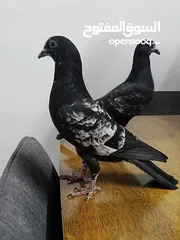  3 حمام للبيع