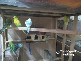  9 طيور الحب نوع البادجي بأحلى الألوان والأصوات