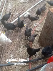  9 فراخ بلدي عمر شهرين ونص مطعمات جميع التطعيمات اي بي ولقاح ونيونكسل