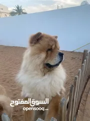  4 Chow chow male