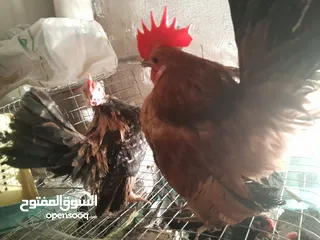  6 دجاج سيراما قزم اليف جدا