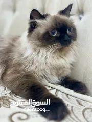  2 قطط للبيع في بغداد