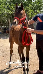  1 عجلون حلاوه
