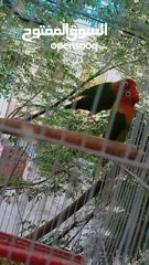  3 طيور حب و روز و فيشر