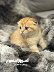  2 قطط للبيع عمره شهرين نوعين مختلفين سعر كل واحد واحد 130