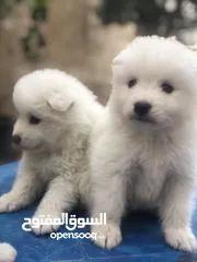  2 سامويد بيور للبيع