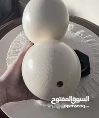  1 بيض نعام اصلي فارغ  empty ostrich egg original