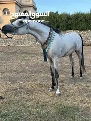  15 Hard to find outstanding pedigree arabian stallion
