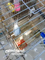  7 كوكتيل ابيض