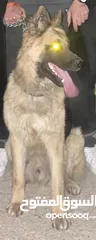  2 كلب جيرمان بيور العمر سنة و شهرين ذكر شرس