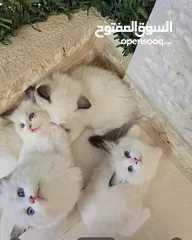  2 قطط راغدول دم صافي