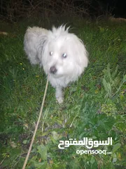  2 انثى فرنش تيرير للبيع عمرها 3 سنوات