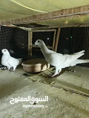  7 حمام مشكل بسعر حرق
