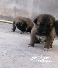  2 جرو الكانجال التركي للبيع بسعرر مناسب