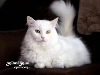  1 بسه هولنديه للبيع 30 دينار لعوبه وهاديه وكيوت قابله للتفاوض