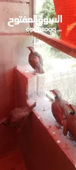  4 متوفر 3جواز حجل بلدي شغالات العمر حوالي سنتين تفقيس جاجه   جاجه قرقه تحتها 8فراخ حجل  12بيضه حجل
