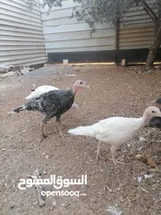  4 صيصان حبش للبيع