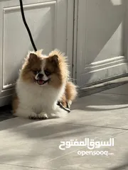  4 كلب نوع بومارينيان مدرب و لم يتجوز الى الان و كان كلب شخصي الي طلبتو من برا