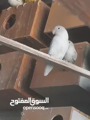  7 جوز فيشر شغال لون مميز ازرق فاتح للبيع