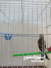  3 بندوق حسون  بحككي حسون مرفق فيديو نار لتعليم الفراخ