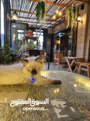  3 كوفي شوب و مطعم للبيع