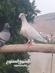  1 حمام صلاة على نبي شغال