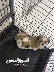  3 شيزو عمر شهر