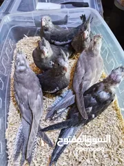  12 يتوفر لدينا مجموعه انواع طيور اليفه  دره اليف  لوري اليف  كوكتيل اليف  روز اليف  حب اليف