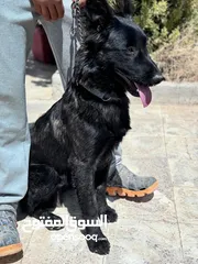  9 جراء بلجن مالينو و الراعي الهولندي (Belgian Malinois & Dutch Shepherd)