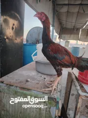  18 باكستاني، براهما، امهات لاحم فرخات عمر 3 شهور  صوص باكستاني حر  ديوك باكستاني خط أول و فرخات شغالة