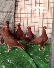 4 فراخ حمام مفطومات