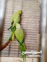  3 جواز دره نخب شغاله