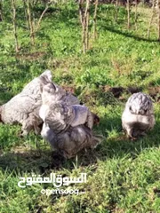  10 متاح بيض براهمي تركي وباكستاني مخصب ومكفول
