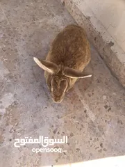  2 جوز ارانب بلدي شغال مع ارنب صغير