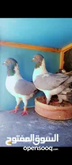  3 جواز نخب اول+ مخاليف