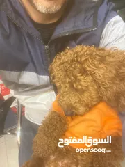  6 جراوي  توي بودل الصغيرين شبه الدب الصغير