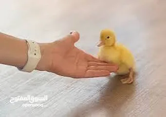  10 سلحفاه و بطه  و قطه شنشيلا و قط شيرازي  كتن بيبي ابيض و حلزون كركعه و بطبوطين  سلحفاة مائيه