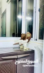  6 منافيخ جامبو قصه حمرا