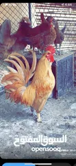 1 ‏دجاج عماني