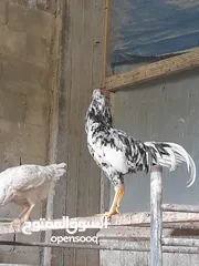  3 جاجه كوبرا راقده