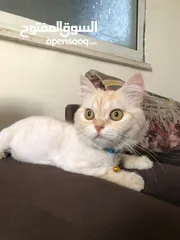  3 بس للتبني موجود بنابلس