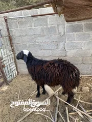  1 كبش للبيع ود سنه ونص