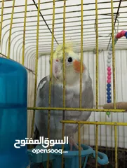  7 Othman10Othman@@