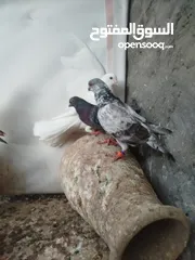  7 جواز للبيع